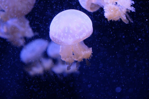 Fototapeta Meduza, cnidaria i bezkręgowce morskie