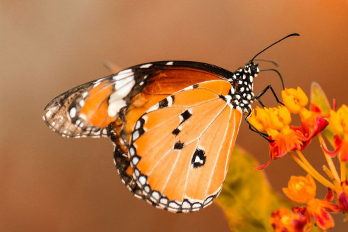 Fototapeta Cynthia (podrodzaj), monarcha motyl i motyl