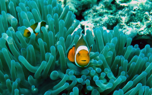 Fototapeta Anemonowa ryba, pomacentridae i ryba