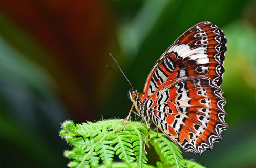 Fototapeta Cynthia (podrodzaj), motyl i owad