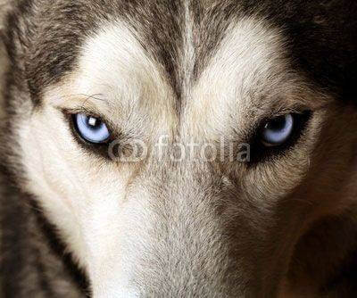 Fototapeta Husky 