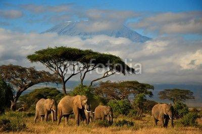 Fototapeta Kilimanjaro