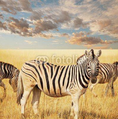 Fototapeta Zebra w stepie