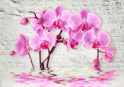 Fototapeta Liliowe orchidee