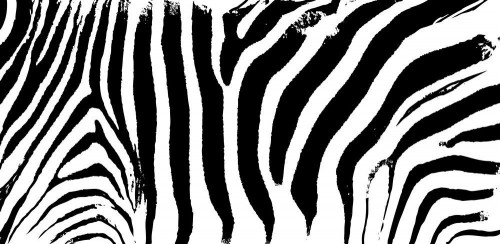 Fototapeta Zebra, dzikiej przyrody i zwierzę lądowe