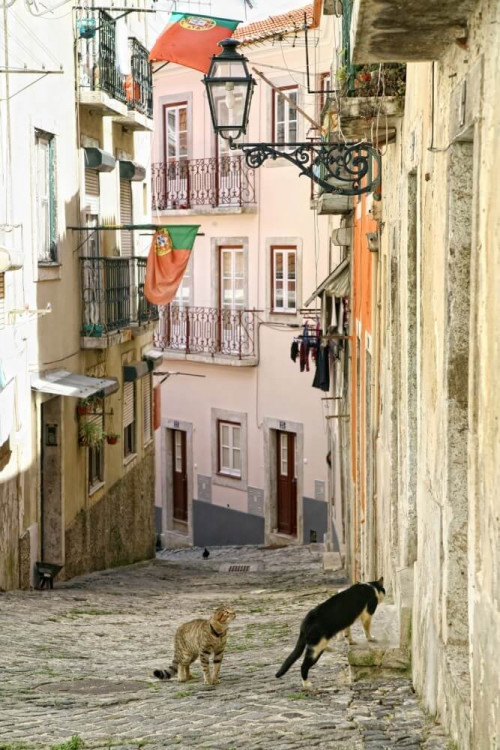 Fototapeta Uliczne koty na ulicy w Portugalii 