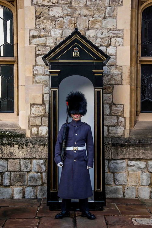 Fototapeta Royal Guard