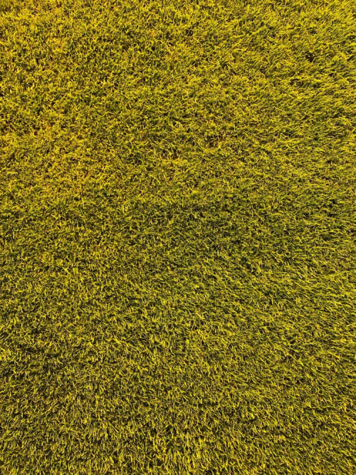 Fototapeta żółty, roślina i trawa