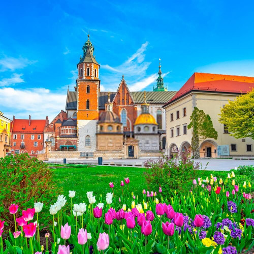 Fototapeta Tulipany koło Wawelskiej zamku