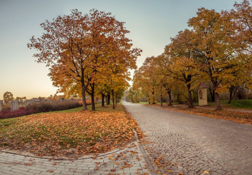 Fototapeta Natura, drzewo i naturalny krajobraz