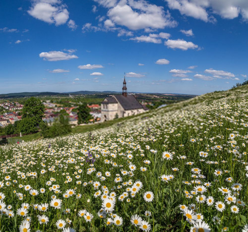 Fototapeta Kwiat, łąka i niebo