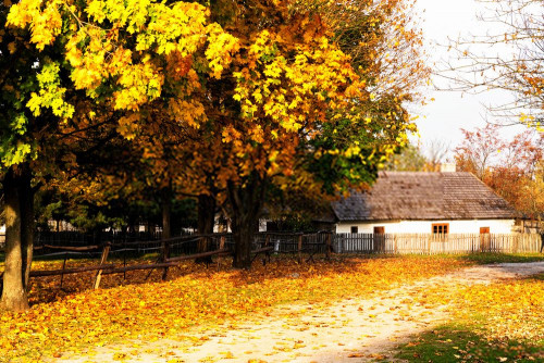 Fototapeta Liść, drzewo i naturalny krajobraz