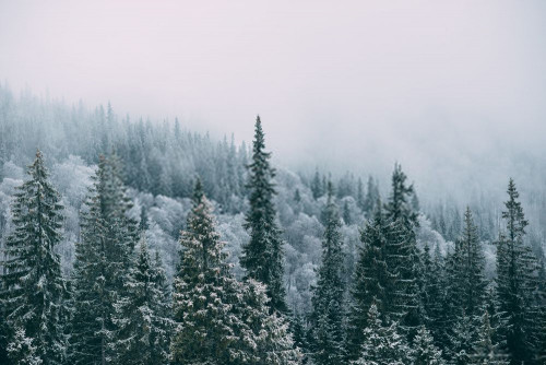 Fototapeta Balsam fir, świerk czarny shortleaf i śnieg