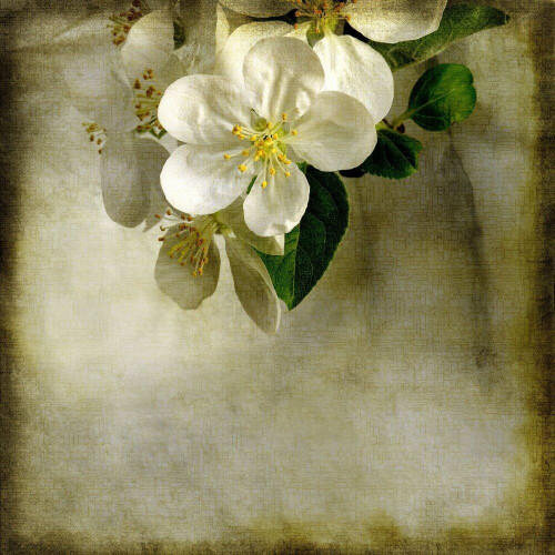 Fototapeta Białe kwiaty jabłoni 