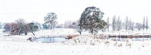 Fototapeta śnieg, zimowy i drzewo