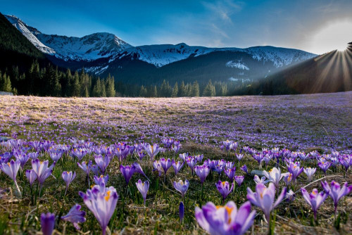 Fototapeta Kwiat, naturalny krajobraz i Natura