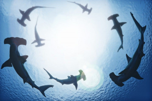 Fototapeta Brązowy rekin młot, młotek i rekin