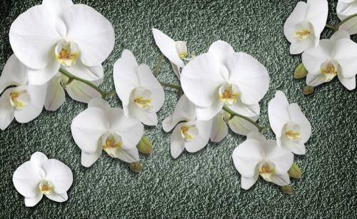 Fototapeta Orchidee na ścianie