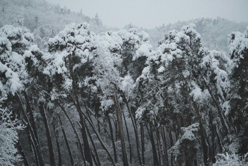 Fototapeta śnieg, drzewo i zimowy