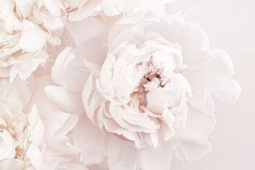 Fototapeta Biały, kwiat i płatek