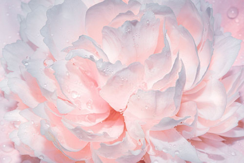 Fototapeta Płatek, różowy i kwiat