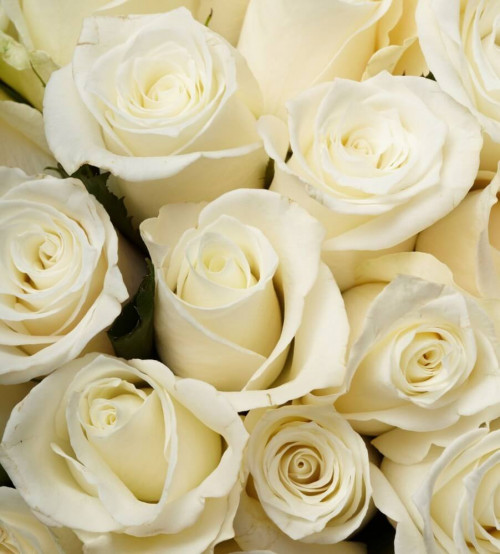 Fototapeta Białe róże