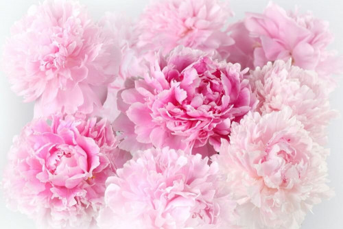 Fototapeta Bukiet różowych piwonii 