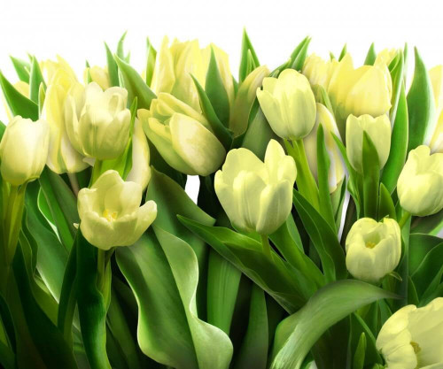 Fototapeta Żółte tulipany