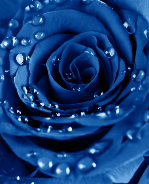 Fototapeta Niebieska róża z kroplami rosy