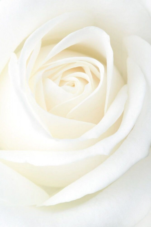 Fototapeta Róża wmlecznym kolorze