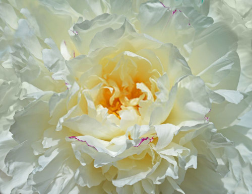 Fototapeta Kwiat, płatek i biały