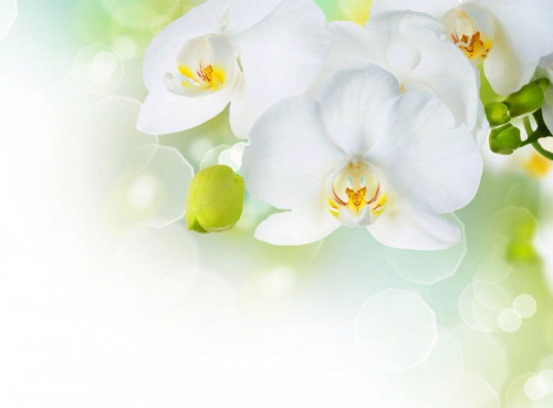 Fototapeta Białe kwiaty orchidei