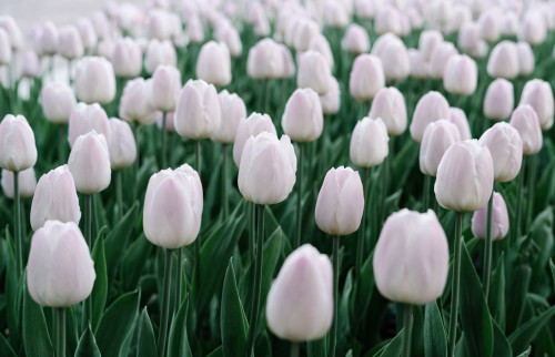 Fototapeta Tulipan, kwiat i płatek