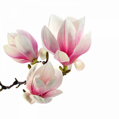 Fototapeta Trzy kwiaty magnolii