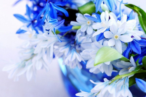 Fototapeta Bukiet błękitnych kwiatów