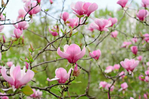 Fototapeta Ogród magnolii