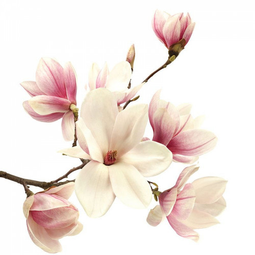 Fototapeta Gałąź z magnoliami