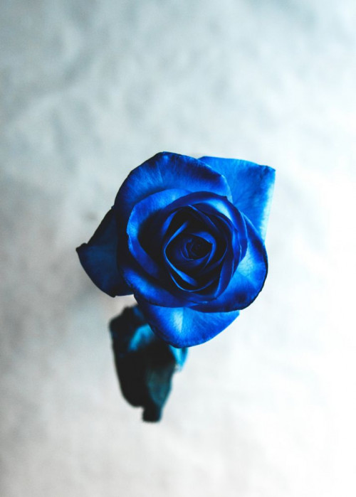 Fototapeta Róża, niebieska róża i niebieski