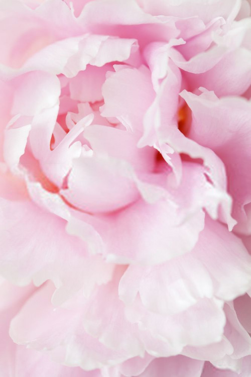 Fototapeta Różowy, płatek i kwiat