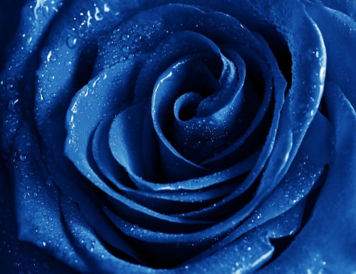 Fototapeta Niebieska róża 