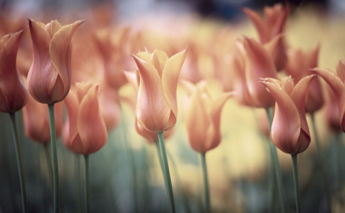 Fototapeta Kwiat, tulipan i płatek