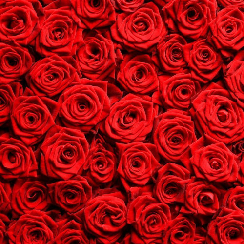 Fototapeta Morze czerwiennych róż
