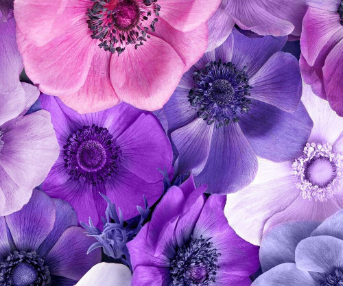 Fototapeta Kwiaty z liliowymi płatkami