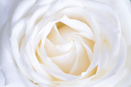 Fototapeta Biały, płatek i Róża
