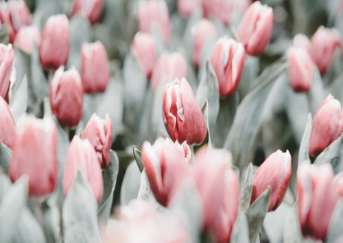 Fototapeta Kwiat, płatek i tulipan