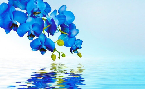 Fototapeta Niebieska orchidea nad wodą 