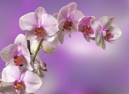 Fototapeta Roślina kwitnąca, płatek i orchidea ćmy