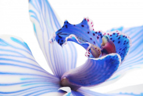Fototapeta Błękitna orchidea