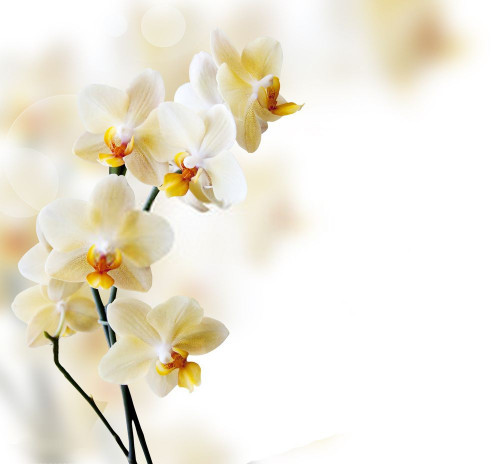 Fototapeta Kwiat, roślina kwitnąca i biały