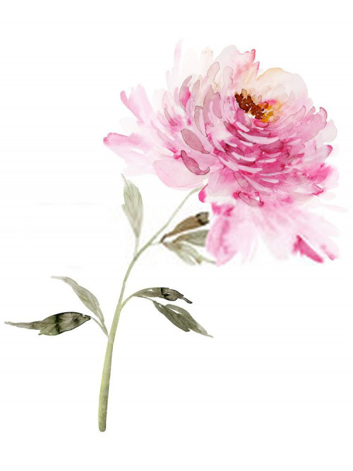 Fototapeta Kwiat, roślina kwitnąca i wspólna piwonia